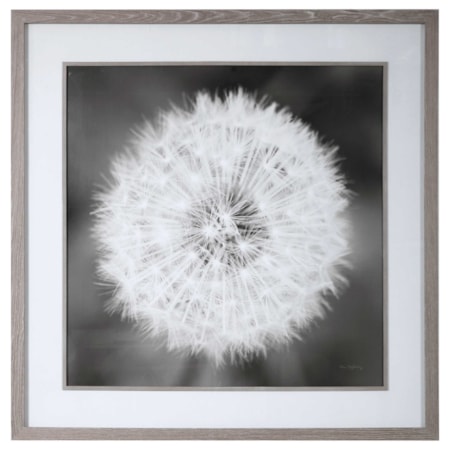 Dandelion Seedhead Framed Print