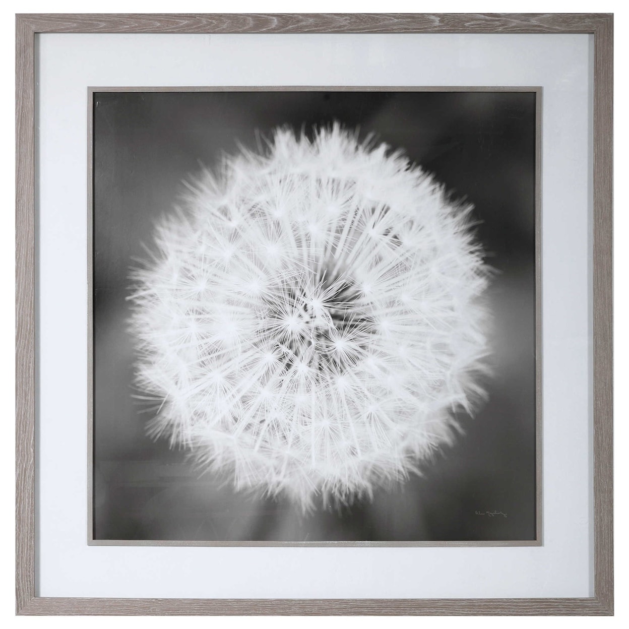 Uttermost Framed Prints Dandelion Seedhead Framed Print