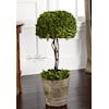 Uttermost Botanicals Preserved Boxwood Tree Topiary