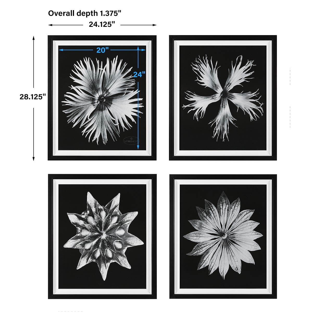 Uttermost Contemporary Floret Contemporary Floret Framed Prints S/4