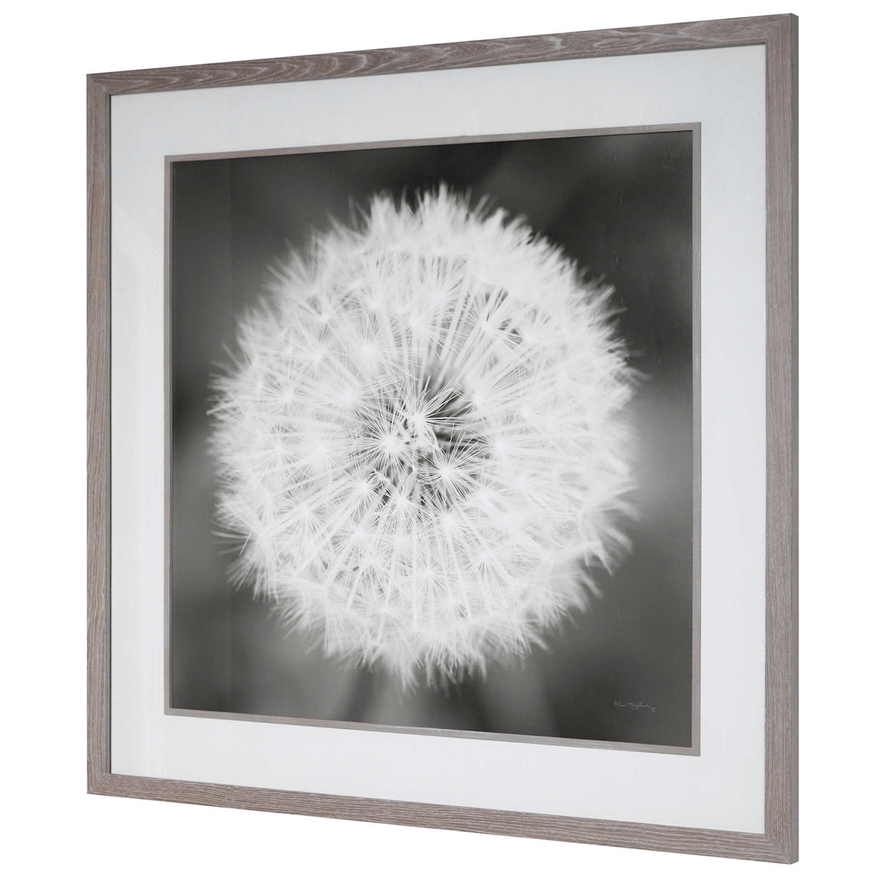 Uttermost Framed Prints Dandelion Seedhead Framed Print