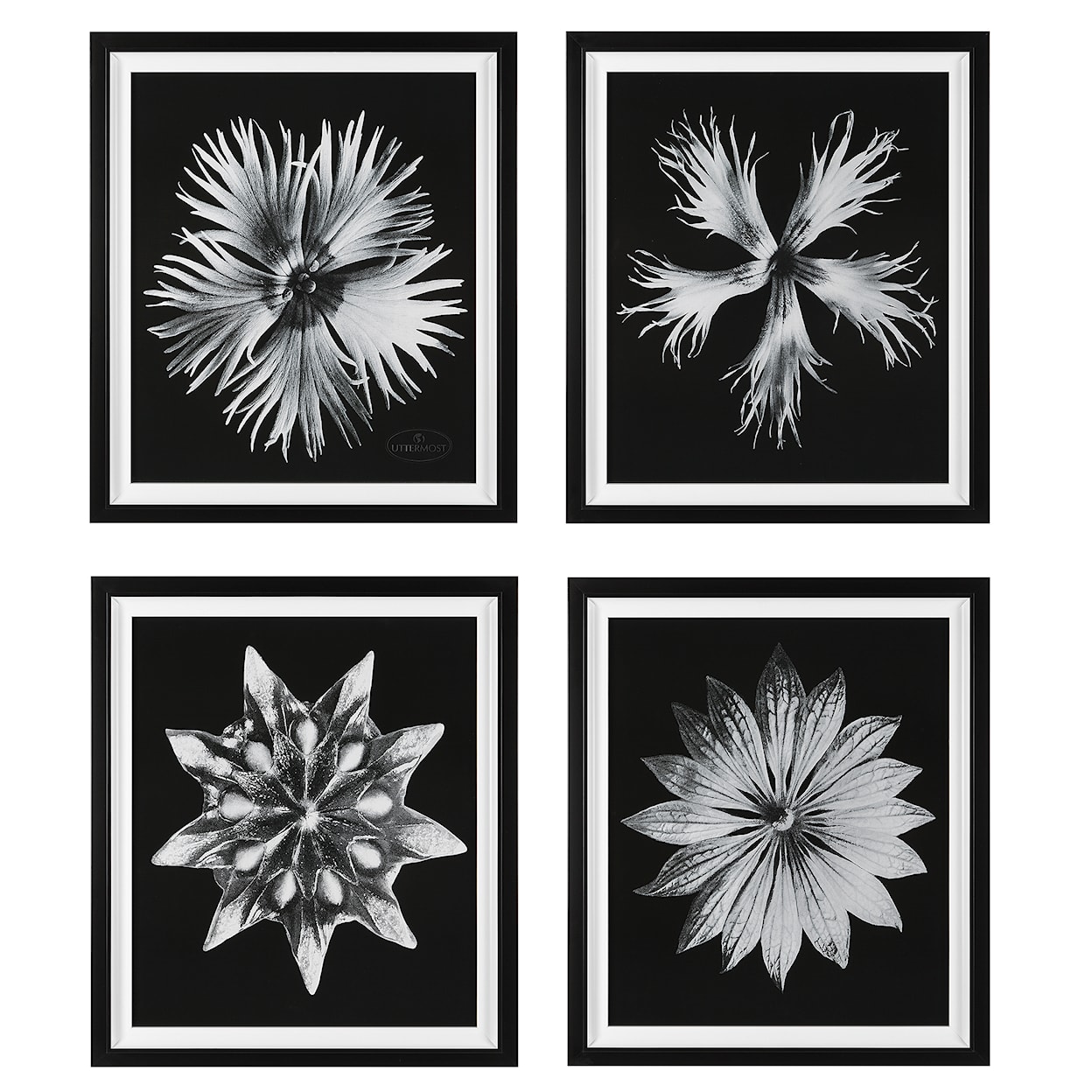 Uttermost Contemporary Floret Contemporary Floret Framed Prints S/4