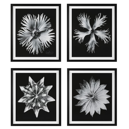 Contemporary Floret Framed Prints S/4