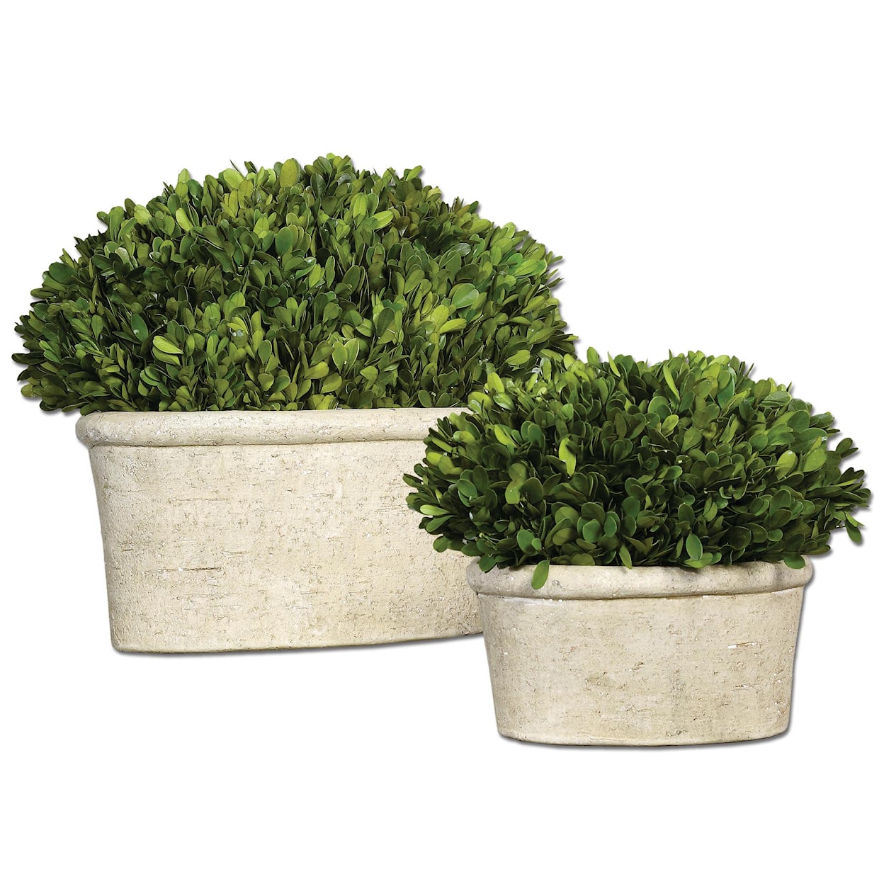 Uttermost Botanicals Preserved Boxwood Oval Domes Set of 2