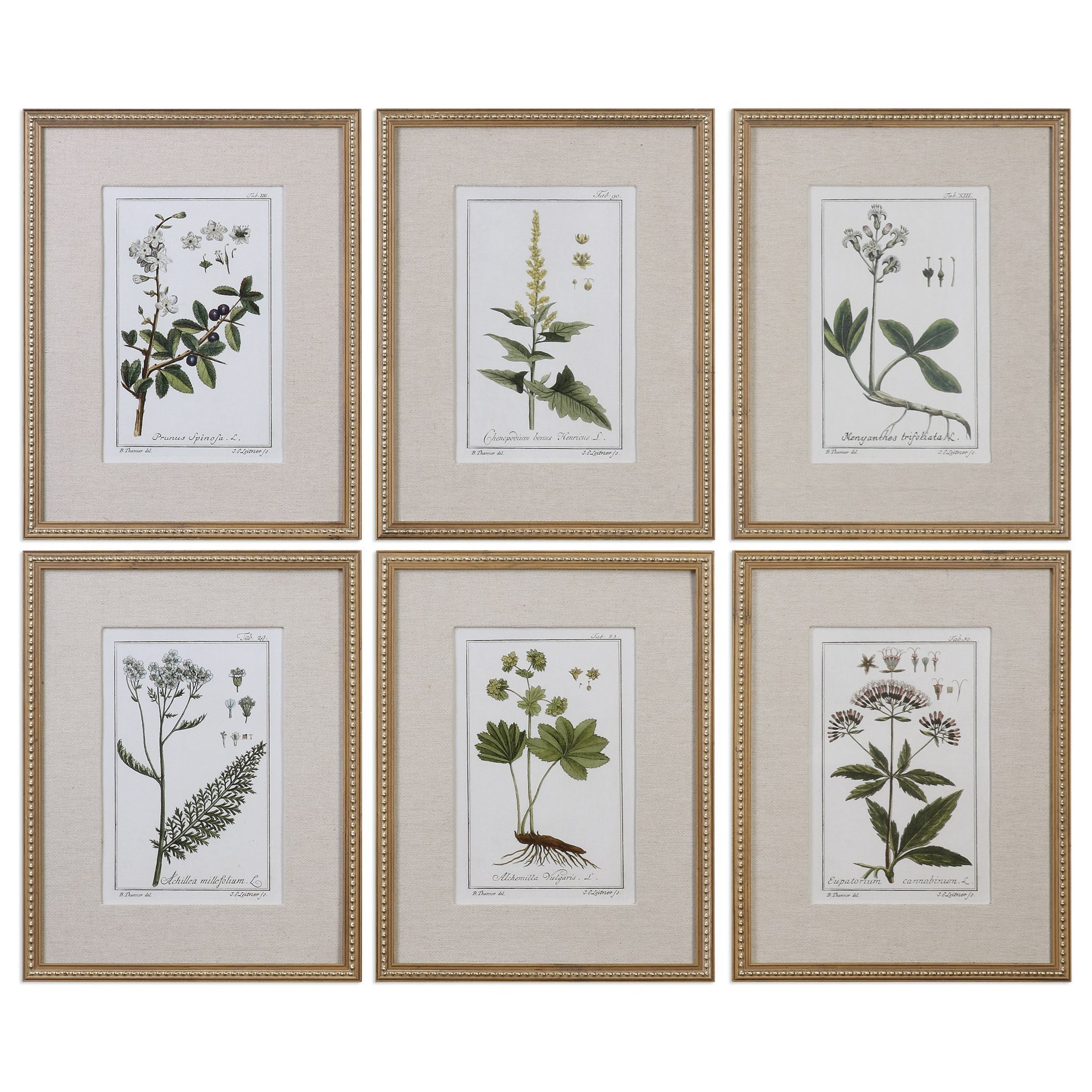 Green Floral Botanical Study (Set of 6)