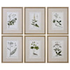 Uttermost Framed Prints Green Floral Botanical Study (Set of 6)