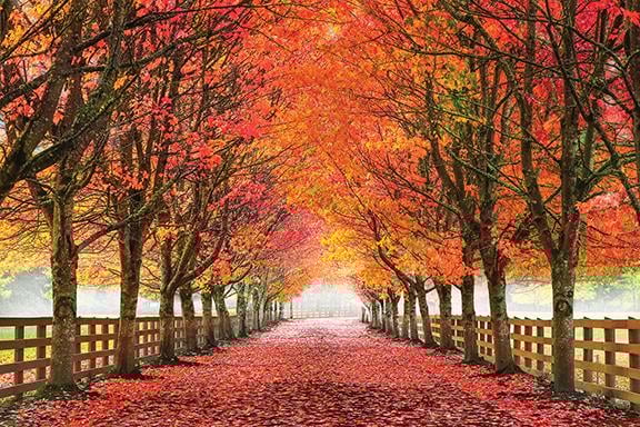 Giclee Canvas (Sold Separately)