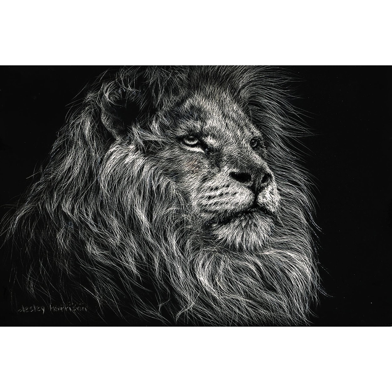 Classy Art Classy Art AFRICAN LION CANVAS ART |