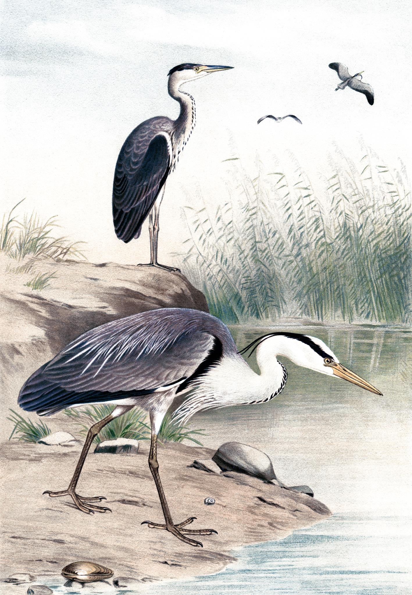 Giclee Canvas (Sold Separately)