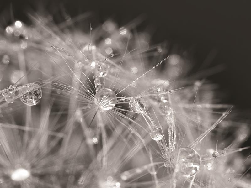 Giclee Canvas (Sold Separately)