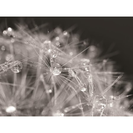 Giclee Canvas (Sold Separately)