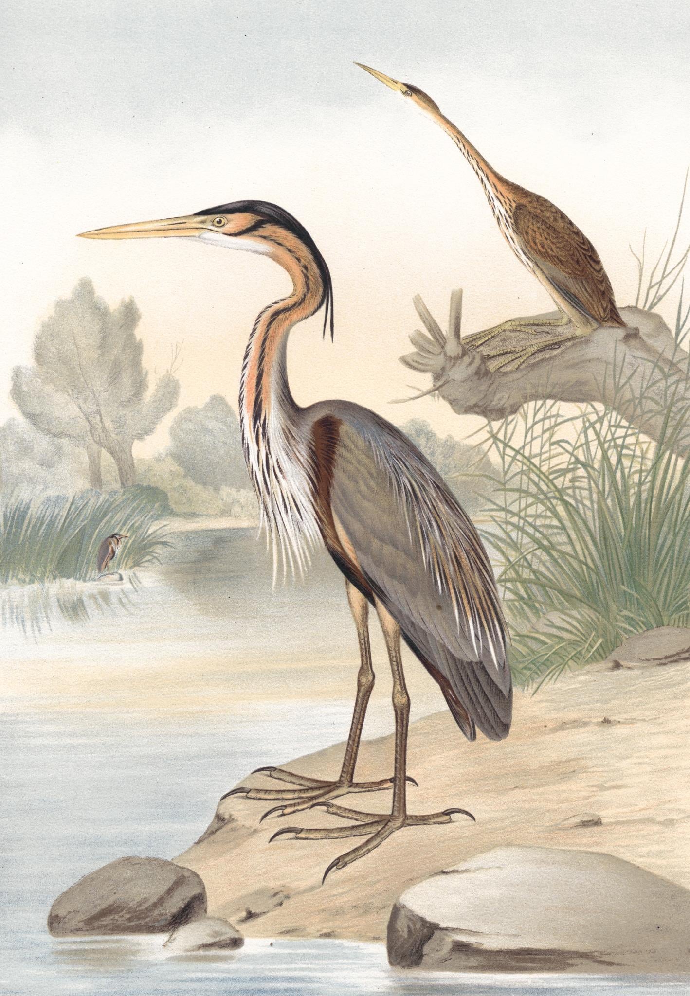 Giclee Canvas (Sold Separately)