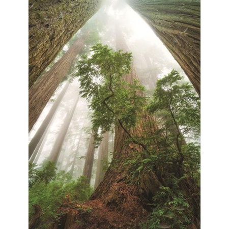 Giclee Canvas (Sold Separately)