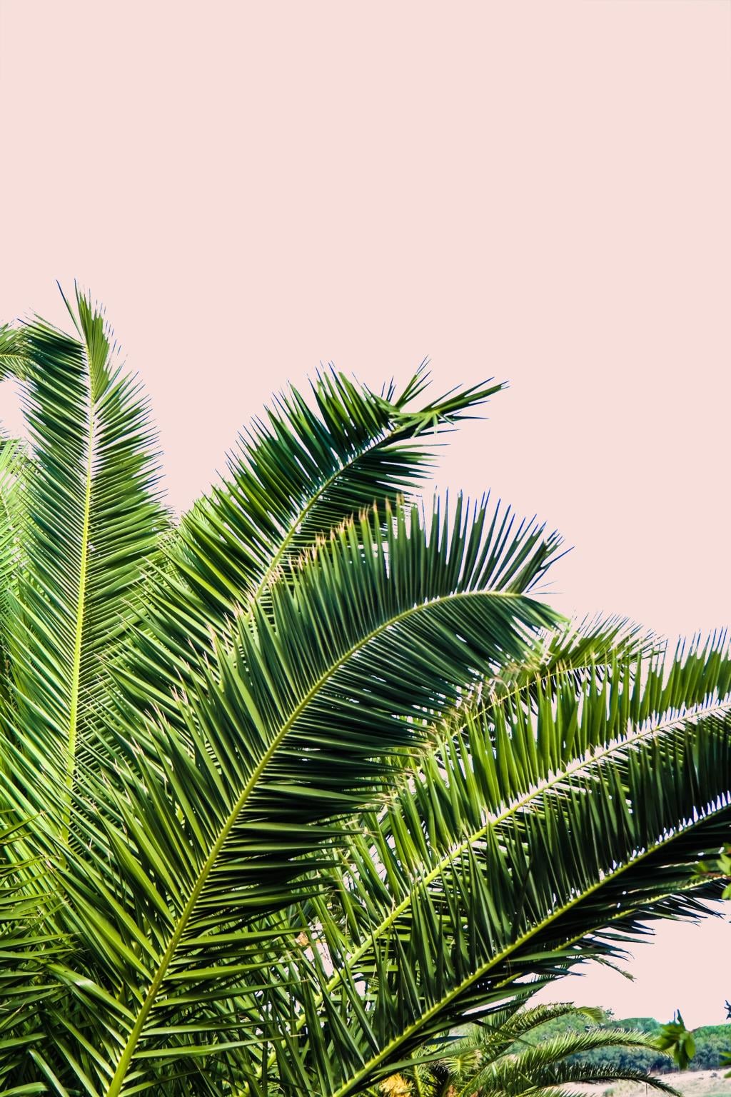 Giclee Canvas (Sold Separately)