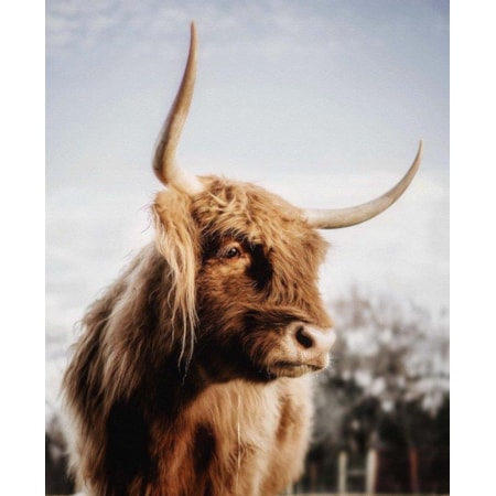 Giclee Canvas (Sold Separately)