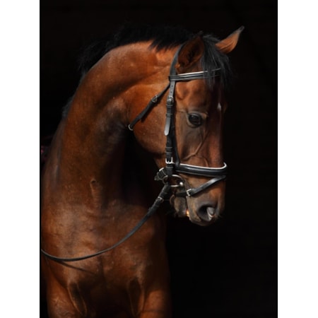 Giclee Canvas (Sold Separately)