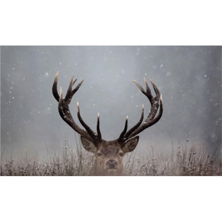 Giclee Canvas (Sold Separately)