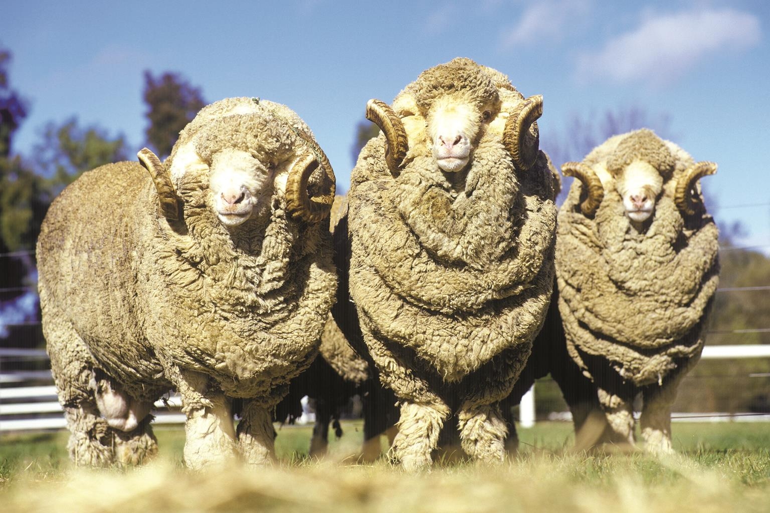 Giclee Canvas (Sold Separately)