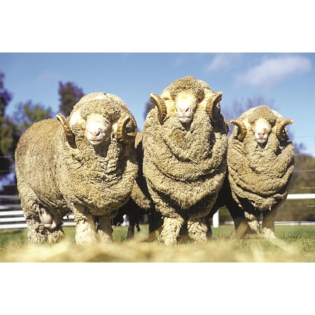 Giclee Canvas (Sold Separately)