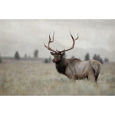 Giclee Canvas (Sold Separately)