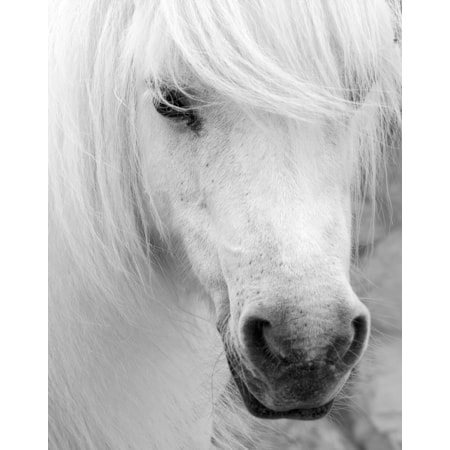 Giclee Canvas (Sold Separately)