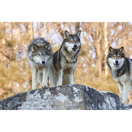 Giclee Canvas (Sold Separately)