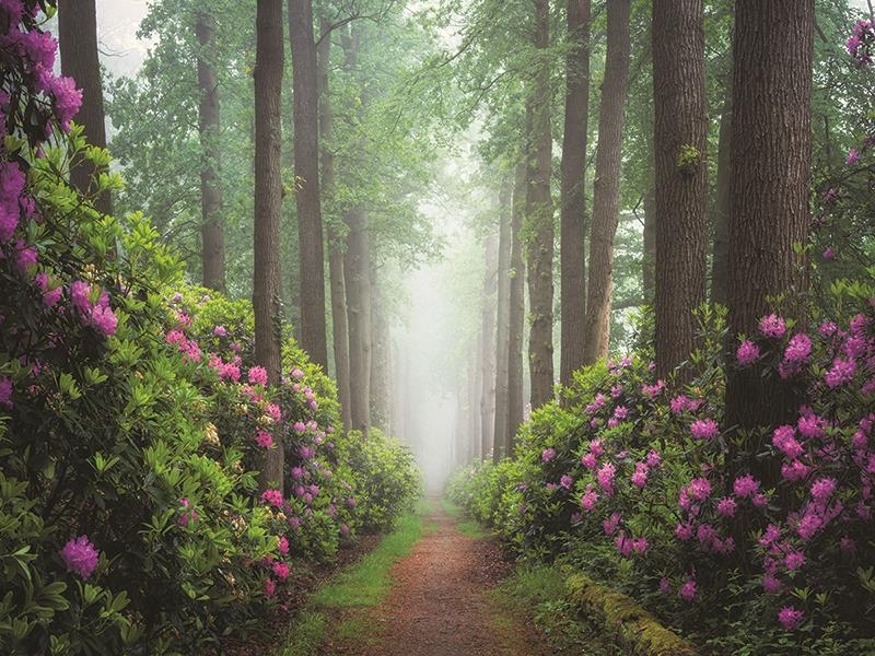 Giclee Canvas (Sold Separately)