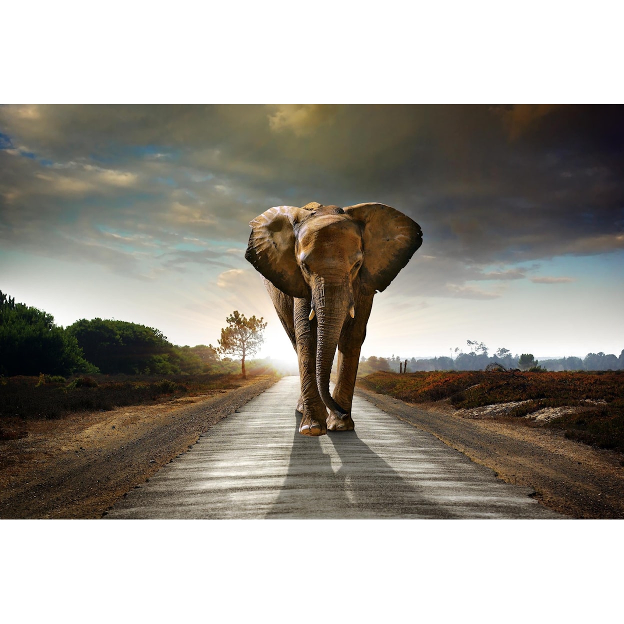 Classy Art Classy Art 45X60 ELEPHANT CANVAS |