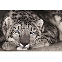 45 X 60 PURRR CANVAS WALL ART |