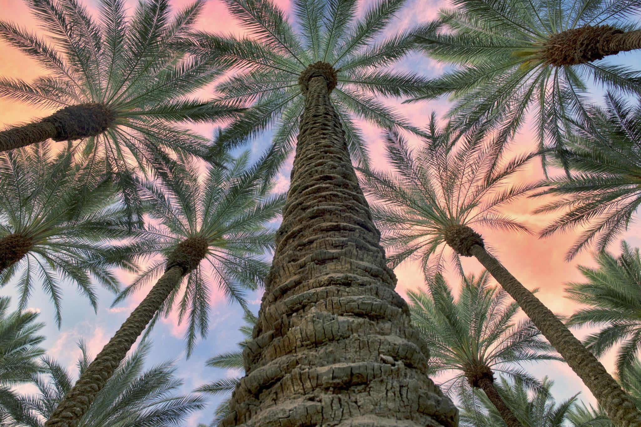 Giclee Canvas (Sold Separately)