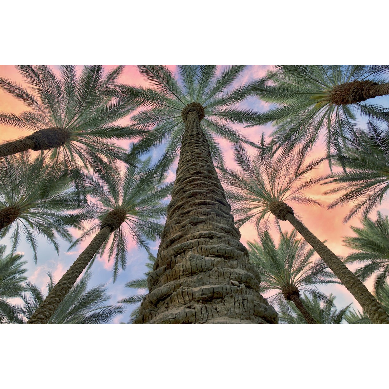 Classy Art Classy Art 45 X 60 PALMS CANVAS ART |