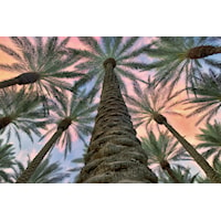 45 X 60 PALMS CANVAS ART |