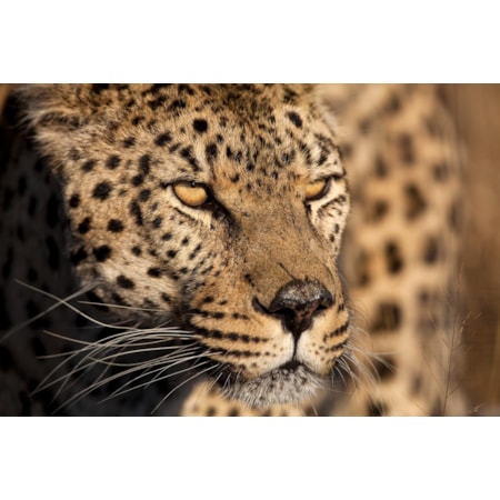 Giclee Canvas (Sold Separately)