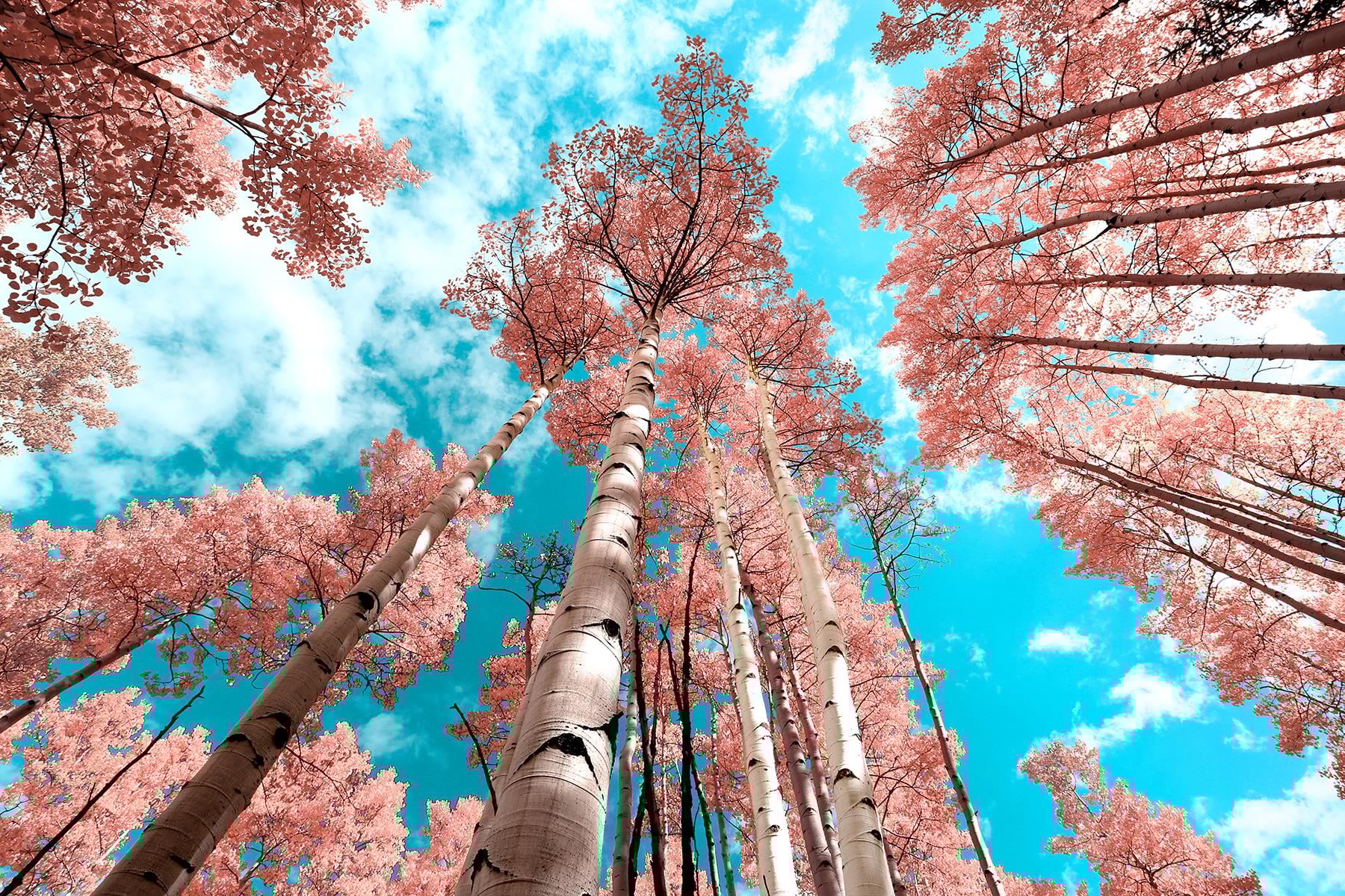 31081 PINK BIRCH TREES GLASS ART | | 7 Day Furniture | Wall