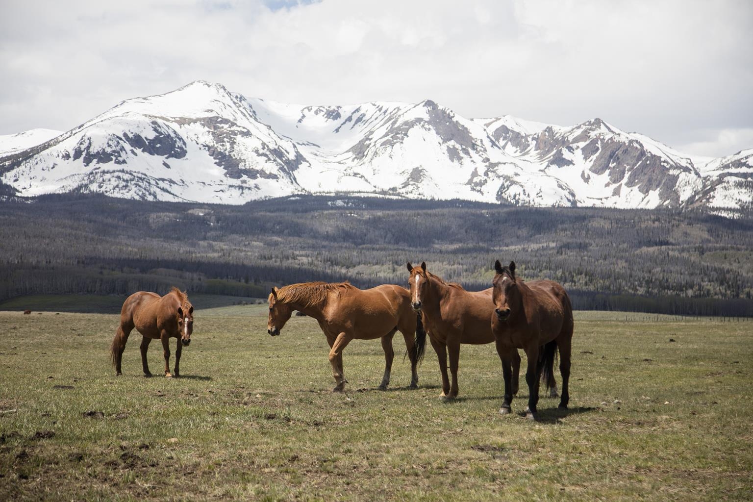 Giclee Canvas (Sold Separately)