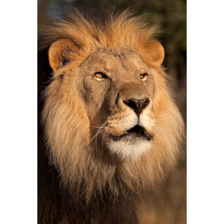 Giclee Canvas (Sold Separately)