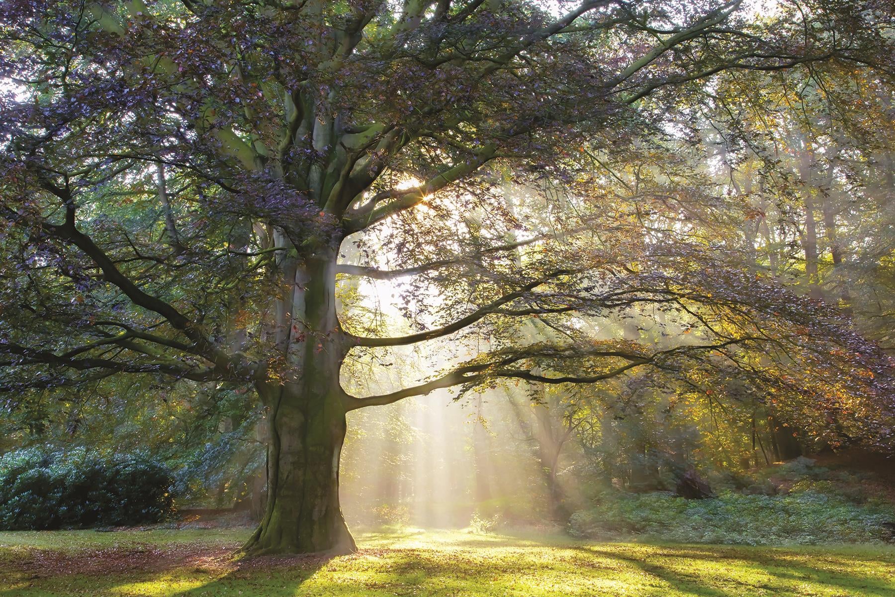 Giclee Canvas (Sold Separately)