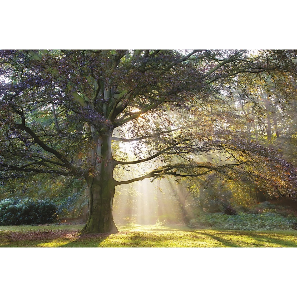 Classy Art Classy Art TREE LIGHT 30X40 CANVAS |