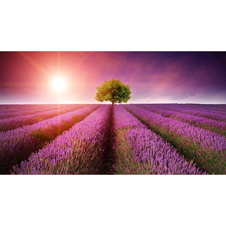 FIELDS FOREVER 45X60 CANVAS |