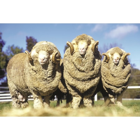 Giclee Canvas (Sold Separately)