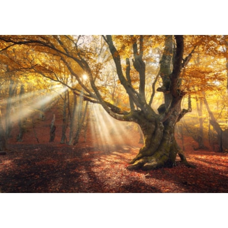 Giclee Canvas (Sold Separately)