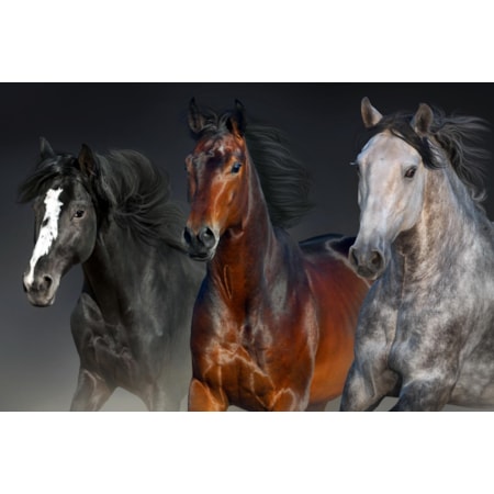 Giclee Canvas (Sold Separately)