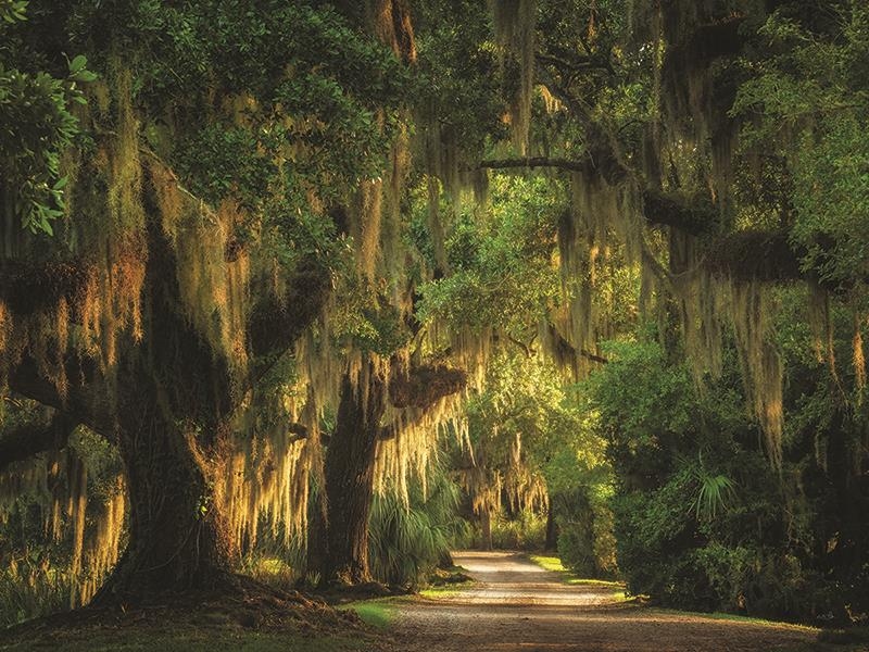 Giclee Canvas (Sold Separately)