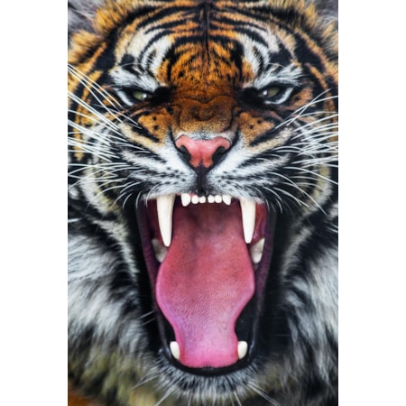 Giclee Canvas (Sold Separately)