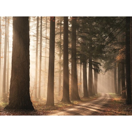 Giclee Canvas (Sold Separately)