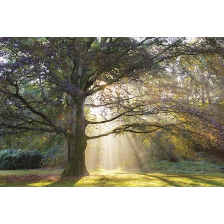 Giclee Canvas (Sold Separately)