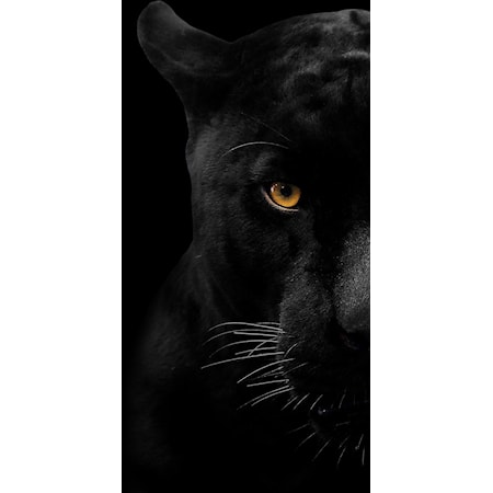 NIGHT PREDATOR 40X60 GLASS ART | .