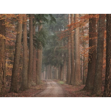 Giclee Canvas (Sold Separately)