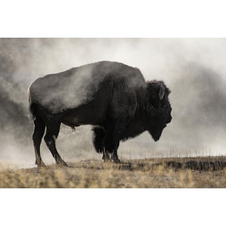 Giclee Canvas (Sold Separately)