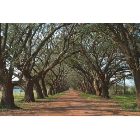 Giclee Canvas (Sold Separately)